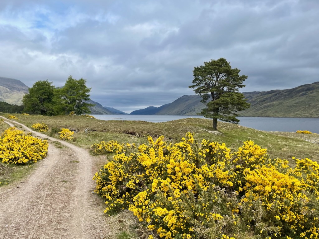 tree and gorse near a loch